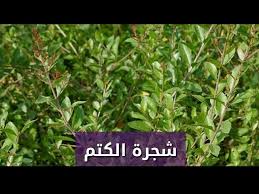 نبتة الكتم تعريفها وفوائدها الطبية Youtube