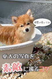 愛犬の写真を綺麗に撮るコツ ペット 動物 癒し ポメラニアン