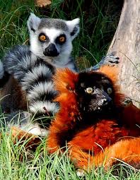 Two Very Different Lemurs Animals Beautiful Cute Animals Interesting Animals