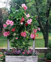 Nov 22, 2020 · as container plants, they do best when planted in rich soil and kept moist but not soggy. 40 Most Popular Trees For Containers In Full Sun Pink Wool