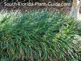 Pin On Florida Plants