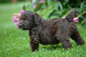 Labradoodle and mini labradoodle puppy colors include chocolate, merle, red, apricot, cream, and black. Labradoodle And Mini Labradoodle Pups For Sale Reasonable Adoption Rates