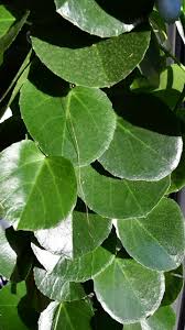 Image result for Cissus rotundifolia