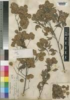 Image result for Hymenocardia ulmoides