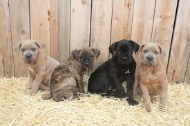 Black Boerboel Puppies For Sale In Durban Cane Corso Puppies For Sale Cane Corsos Breeder Kane Ca Cane Corso Puppies Cane Corso Cane Corso Mastiff