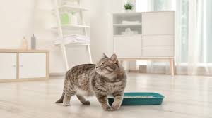Kedi Tuvaleti Nasil Olmalidir En Iyi Kedi Tuvaleti Cesitleri Kedi Blog