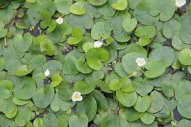 Image result for Hydrocharitaceae