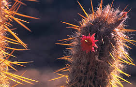 Un lugar ideal son las ventanas orientadas hacia el sur; Noticia Cactus Del Peru