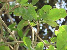 Image result for Inhambanella henriquesii