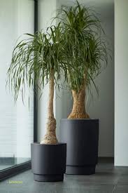 Pot Lumineux Solaire Leroy Merlin Gamboahinestrosa
