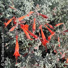 Image result for Epilobium salignum