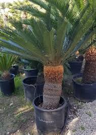 Image result for Cycas
