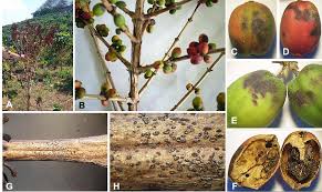 Image result for Aeschynomene glauca