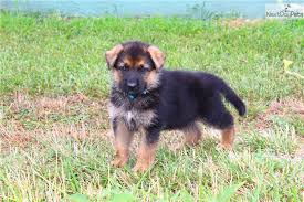 German shepherd dog puppies for sale and dogs for adoption in kansas, ks. Brachen German Shepherd Puppy For Sale Near Kansas City Missouri F4e70a91 0541