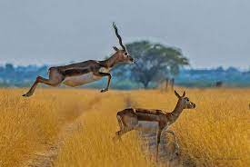 Disadvantaged Children Photography By Thomas Tham 121clicks Com Nature Photographs Wildlife Photography Nature Photography