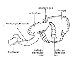 These animals all have a digestive system that is uniquely different from our own. Schematic Presentation Of The Stomach System Of Camelids Wilson 1989 Download Scientific Diagram