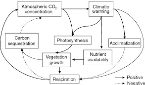 نتیجه جستجوی لغت [acclimatized] در گوگل