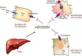 Regulators Of Hepcidin Expression Sciencedirect