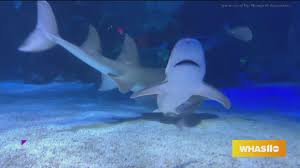 Maybe you would like to learn more about one of these? Shark Summer At Newport Aquarium Whas11 Com