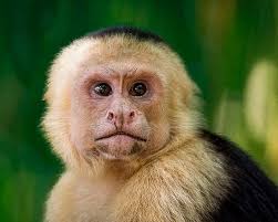 THE BEST Perez Zeledon Walking Tours (2025)