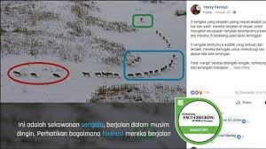 Contextual translation of serigala kutub into english. Cek Fakta Benarkah Serigala Yang Berjalan Paling Depan Adalah Yang Tua Dan Sakit Cek Fakta Liputan6 Com