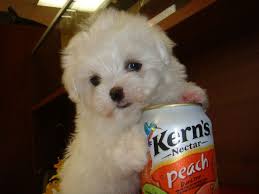 How big do teacup maltese grow? Pin On Bianca