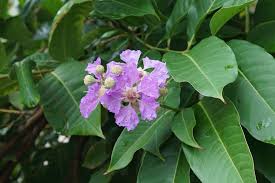 Image result for Lagerstroemia speciosa