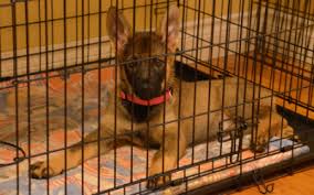 Aug 22, 2019 · how long can you keep a puppy in a crate? Life Skills For Pets Crate Training And Confinement For Puppies And Dogs Vca Animal Hospital