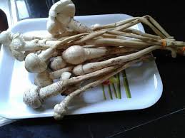 Karena di dalam daun, tumbuhan akan mengolah makanan untuk dikonsumsi oleh tumbuhan tersebut yang prosesnya dinamakan fotosintesis. Suria Amanda Cendawan Busut Rezeki Di Kala Musim Hujan
