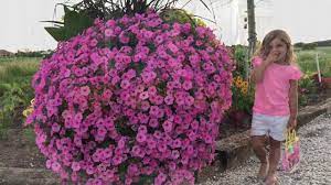 How To Fertilizer Your Flowers Plus My Garden Tour Youtube Garden Tours Gardening Photography Garden Fertilizer