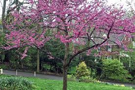 Maybe you would like to learn more about one of these? Ornamental Trees Mt Lebanon Magazine