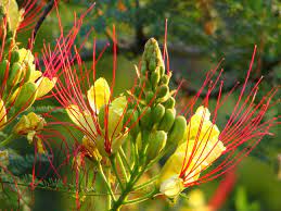 Desert Bird Of Paradise Full Part Sun Usda 7 To 11 Ahs Zone Not Defined Dry Drought Resistant Prairie Garden Planting Flowers Desert Garden