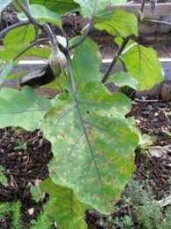 We will talk about the symptoms and solutions, before that, you better have a look at this short list containing the common causes why potato plants turn yellow: Why Do Eggplant Leaves Turn Yellow Farmer