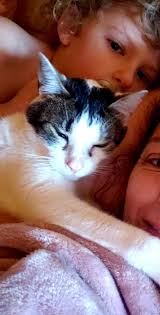 Lost Cat and Dog in Alexander County near Rink Dam Road