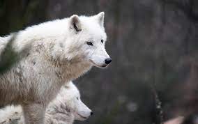 However something goes wrong and geralt risks himself as he follows her, ending up in the land of westeros. White Wolf In Dream Meaning And Symbolism