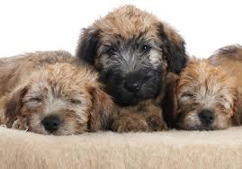 Shipping is $350.00 if needed. All About Soft Coated Wheaten Terrier Dog Breed Origin Behavior Trainability Facts Puppy Price Color Health