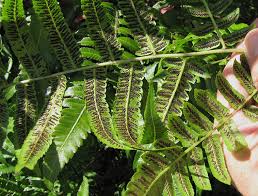 Image result for Diplazium humbertii