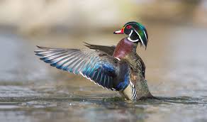 Wood Duck 2048 X 1209 Wood Ducks Animal Photo Duck