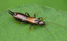 Check spelling or type a new query. Occasional Invaders A Guide To Centipedes Silverfish Earwigs More