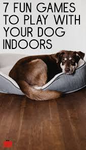 Seven Fun Games To Play With Your Dog Indoors Good Doggies Online In 2020 Dogs Dog Games Best Dog Toys