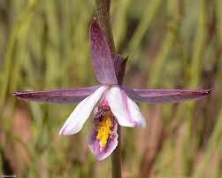 Image result for Eulophia fridericii