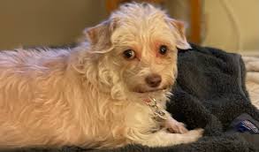 Introduction to Diane and her hobbies