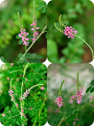 Image result for Indigofera adenoides