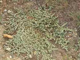 Image result for Guilleminea densa