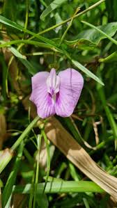 Image result for Centrosema