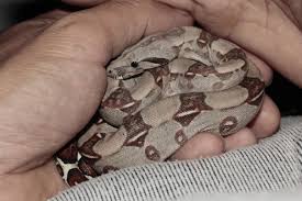 Free Images Hand Cute Pattern Finger Small Arm Heat Hide Sunglow Baby Snake Boa Constrictor Imperator Boa Constrictor Scaled Reptile Boas Emperor Boa 5184x3456 944398 Free Stock Photos Pxhere