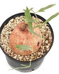 Image result for Ipomoea bolusiana