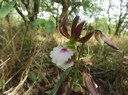 Image result for Eulophia guineensis