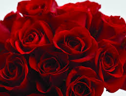 Résultat de recherche d'images pour "images roses"