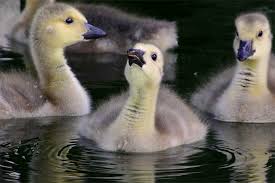 Look up kanadagans in the pons online german spelling dictionary! Vogelportrat Kanadagans Nabu